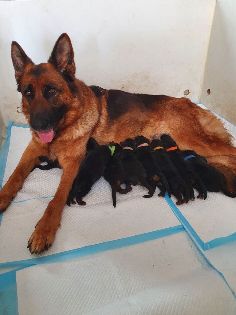 chiot Berger Allemand des Loups de la Grande Bastide